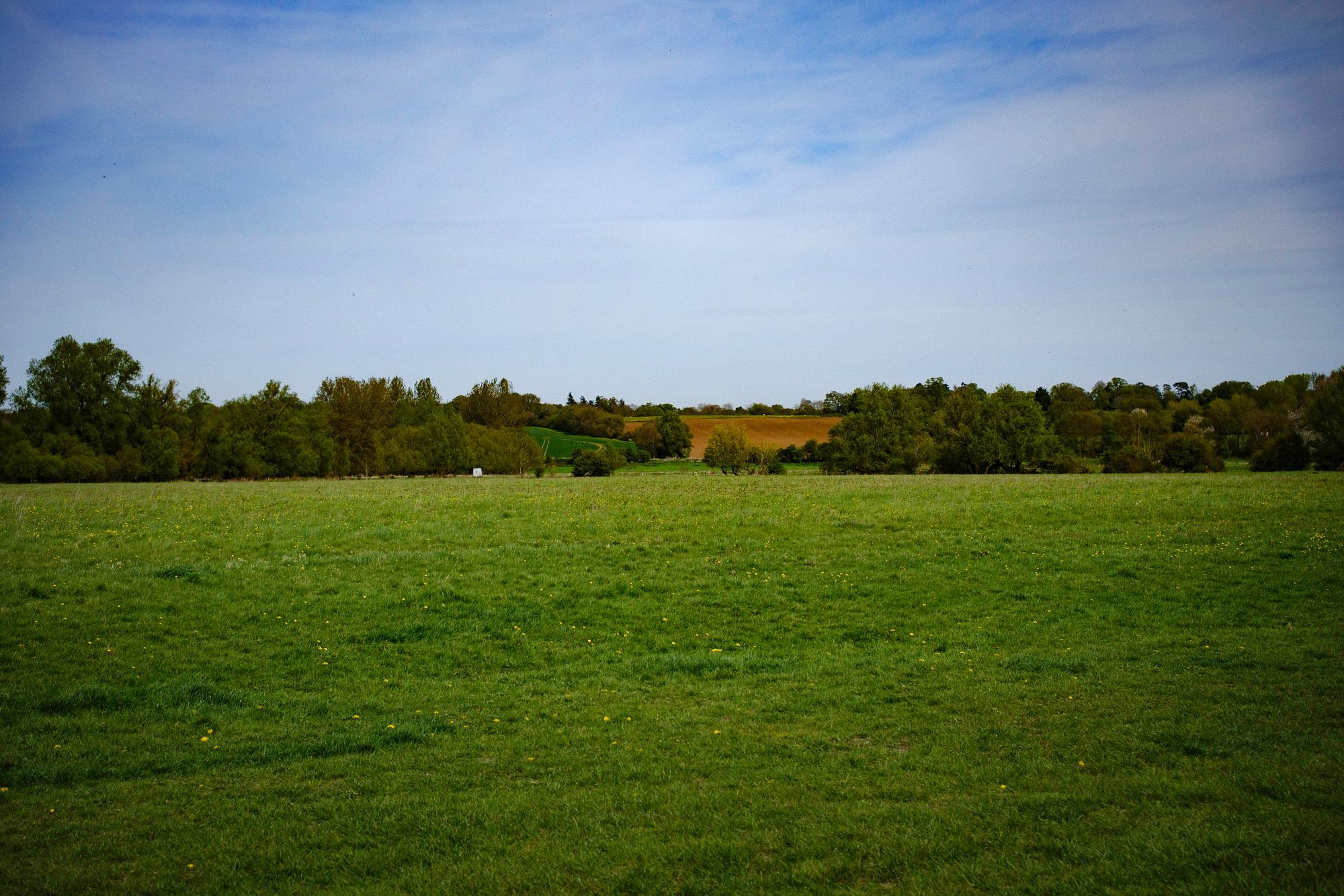 a field in Dedham, filled with green grass and trees in the background